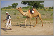 Thar Desert &ndash; camels